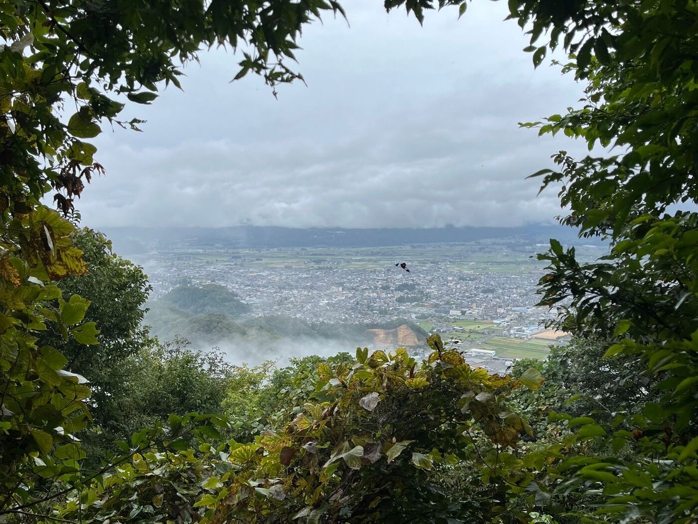 山から見た大野盆地